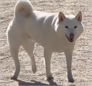 チョビ